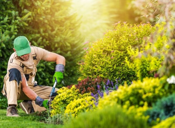 Fertilizing & Weed control